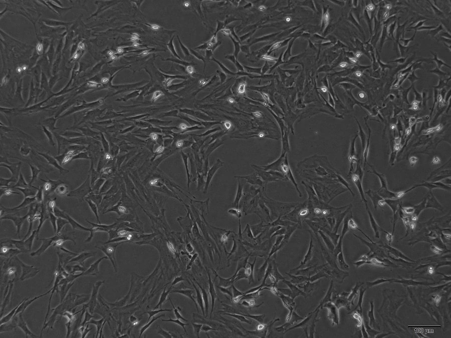 鼠源骨髓間充質(zhì)干細胞