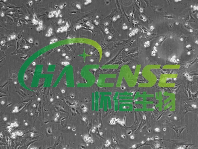 大鼠肺動(dòng)脈成纖維細(xì)胞